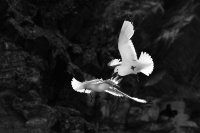 Racek triprsty - Rissa tridactyla - Black-legged Kittiwake 8928